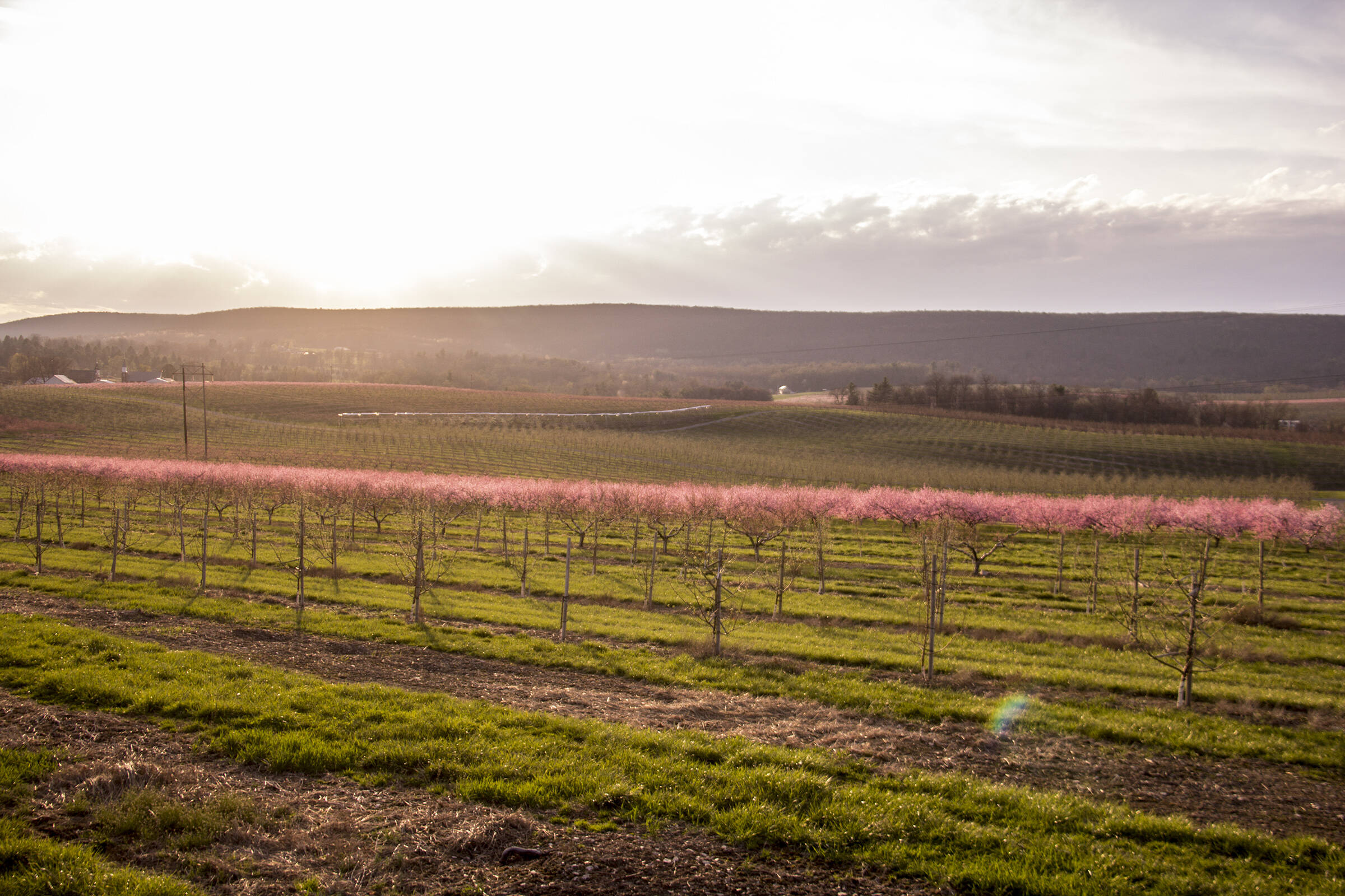 A field of young cherry trees with pink blossoms under a cloudy sky